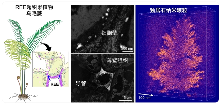 新发现：植物体内不仅有“稀土矿”还有“加工厂”